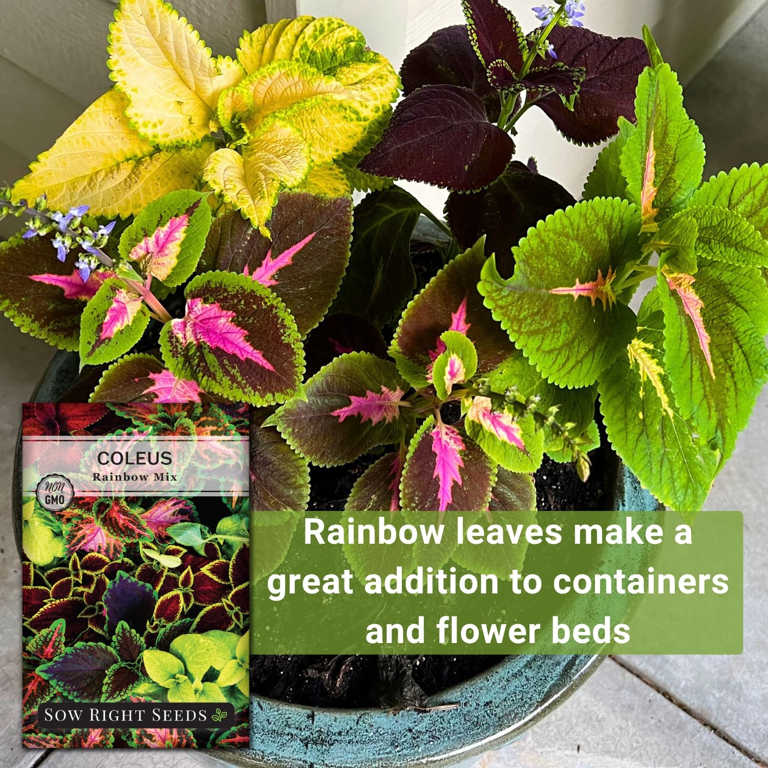 Sow Right Seeds – Rainbow Coleus for Planting 1 Standard Packet, mix