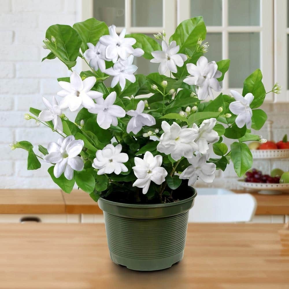 1 gal. Jasmine Sambac Arabian Plant