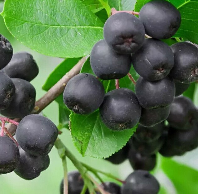 Black Chokeberry Shrub (Aronia Bush), 12-14″ Tall Live Plant, Aronia melanocarpa