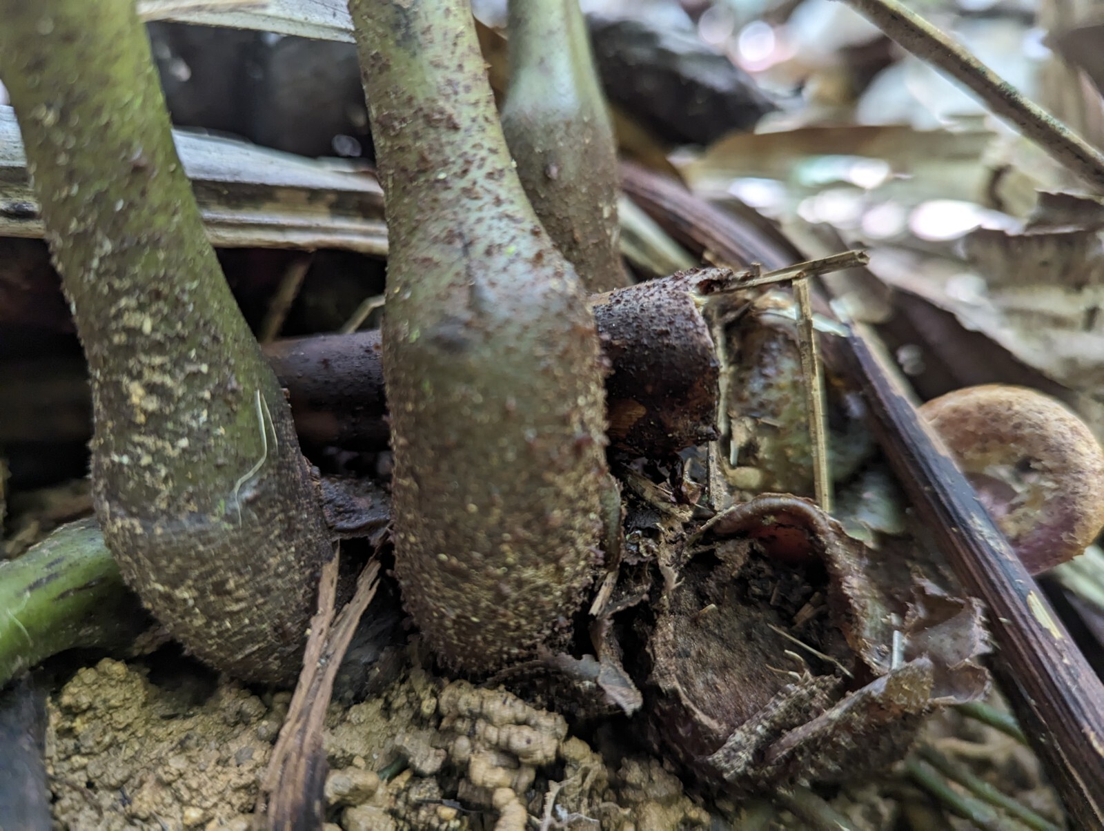 x2 EX Rare : LIVE : Danaea Nodosa Fern 4 inch Exotic Unique Big Grower rainfores
