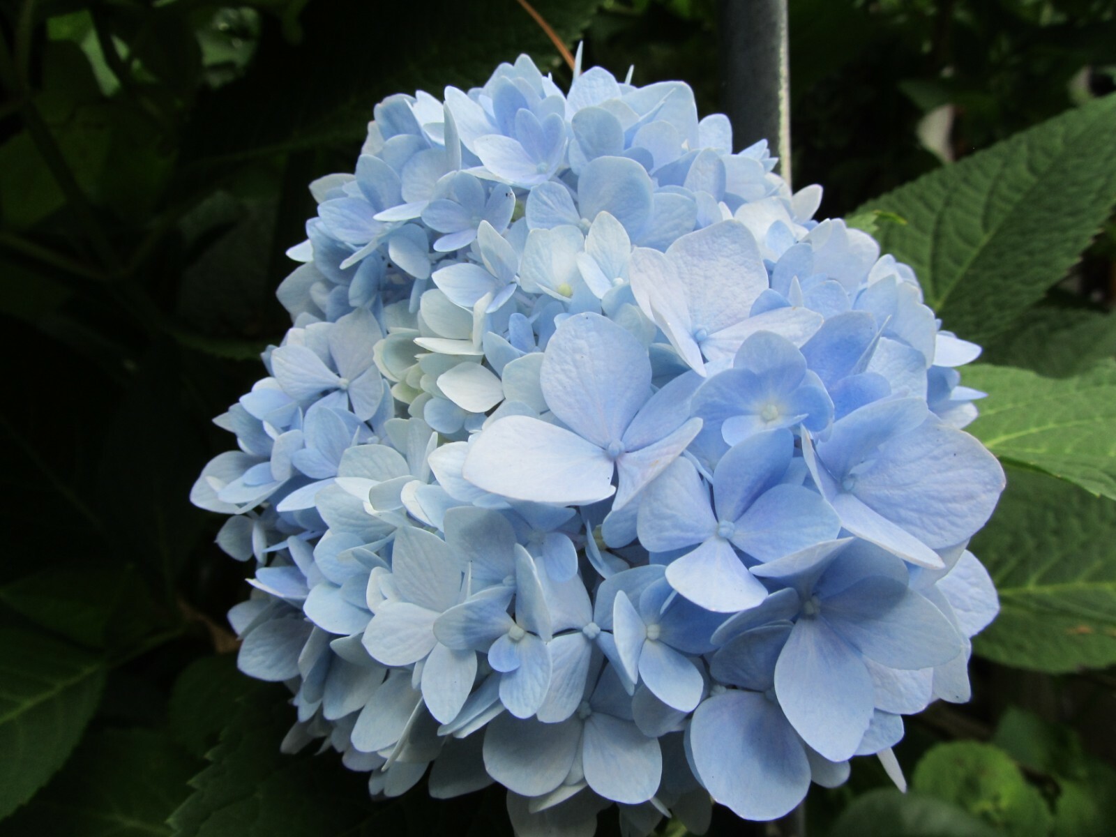 2 Fresh Cuttings Endless Summer – Hydrangea Reblooming Blue, Purple Pink Green