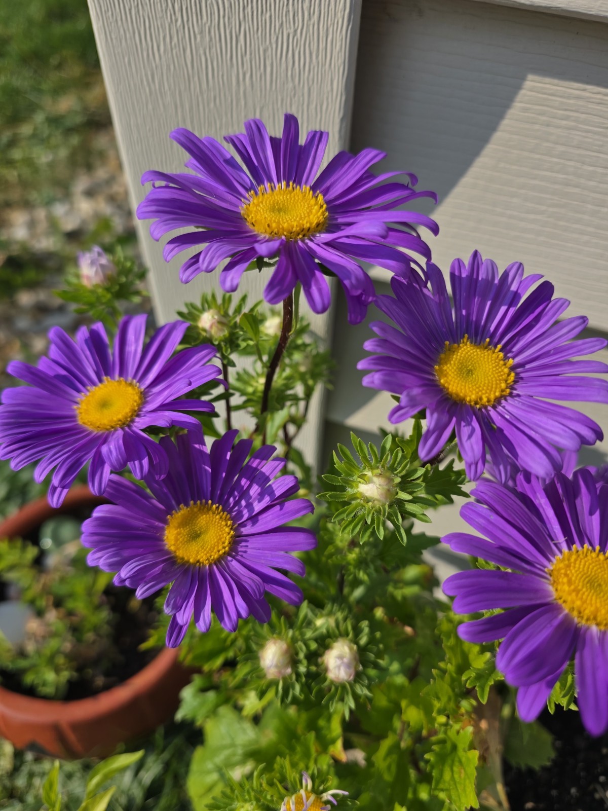 Violet Crego Aster Organic Seeds 15 Count *FREE SHIPPING*