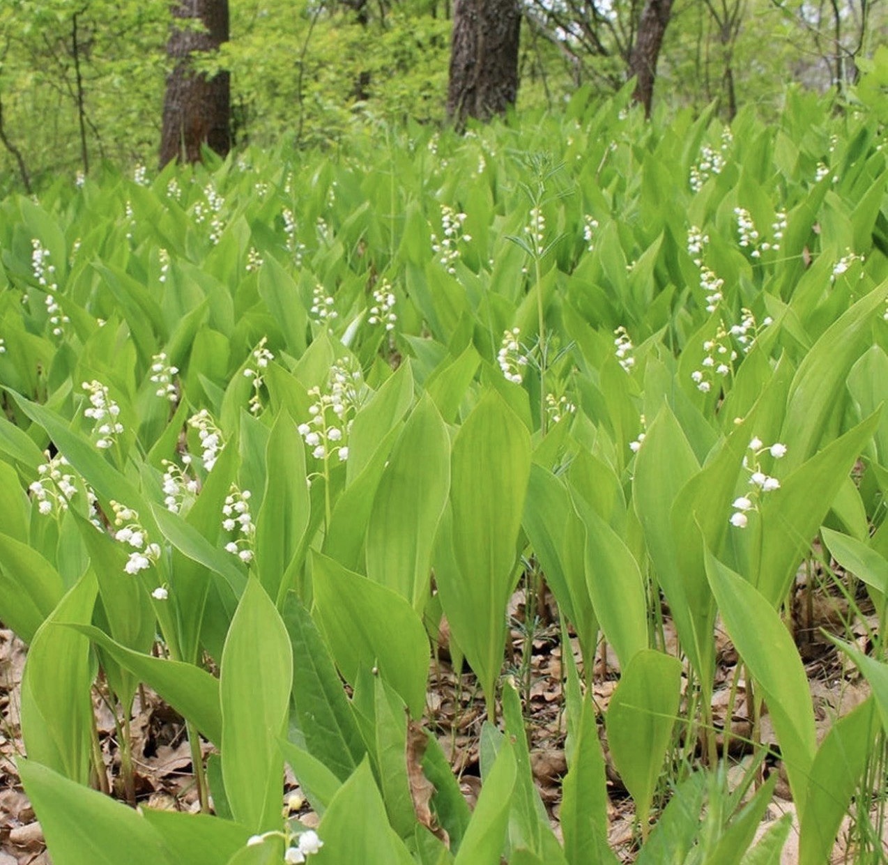 12 Lily of the Valley Live Plants White Fragrant Flowers Convallaria Roots Pips