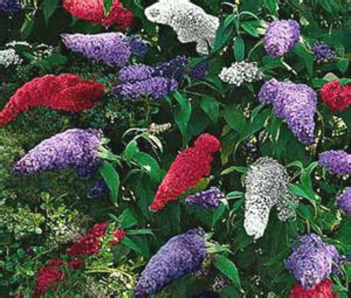 Multi-color Butterfly Bush Mix 150 Seeds- Easy to grow -Comb S/H