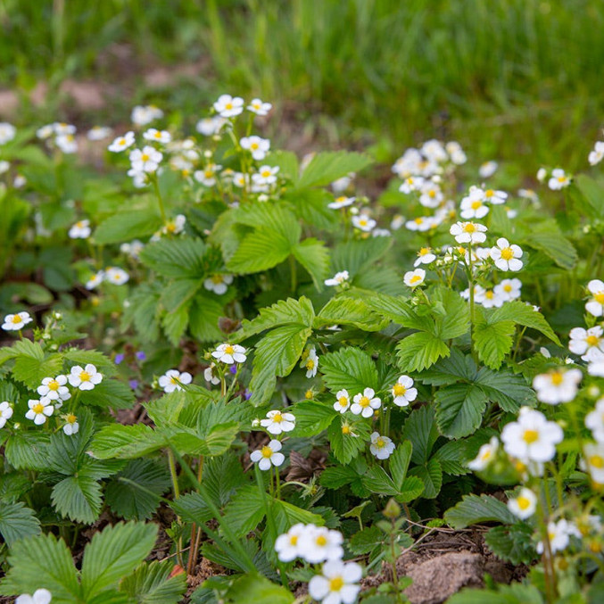 Wild Strawberry Live Plant – 3-6″ Tall – 3″ Pot – Sweet Alpine Strawberry