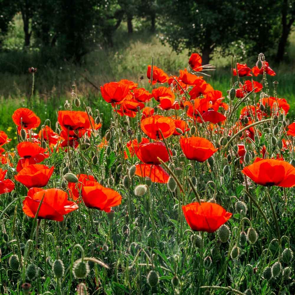 1 LB Papaver Rhoeas Drought Tolerant Corn Poppy Wild Flowers