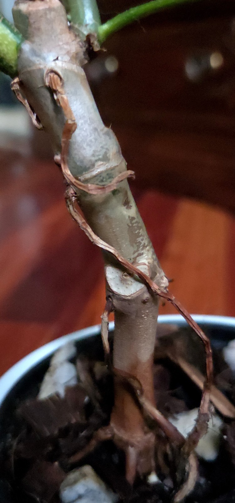 Rare Philodendron Florida Beauty Narrow Form 15″ Tall Not Monstera Anthurium