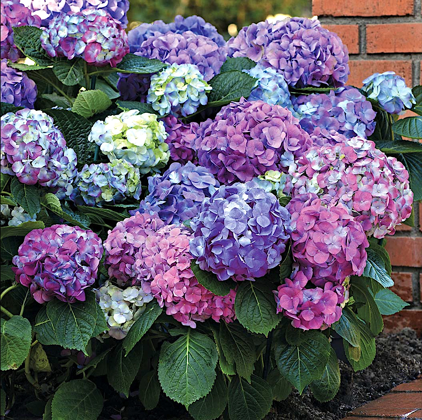 3 Gallon Bloomables L.A. Dreamin Hydrangea – Hydrangea ‘Lindsey Ann’