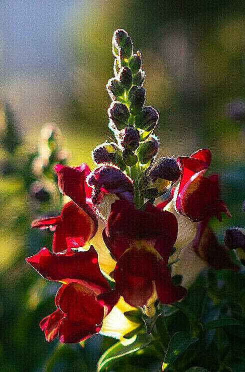 SNAPDRAGON NIGHT AND DAY 200 SEEDS DEEP-RED WITH A WHITE THROAT.