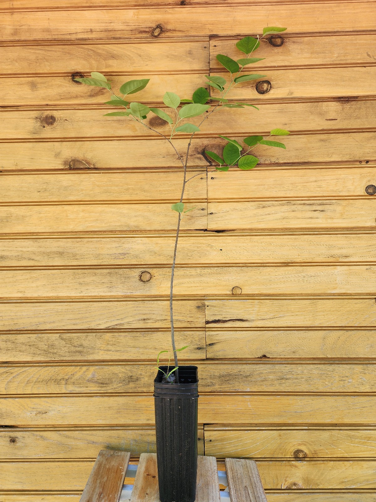 12” – 18” Downy Serviceberry Tree – Amelanchier arborea – live tree