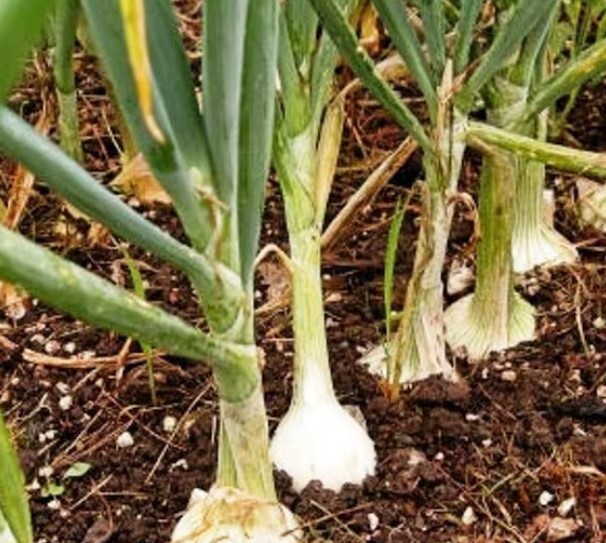 50 Count White Spanish Onion Seeds NON-GMO
