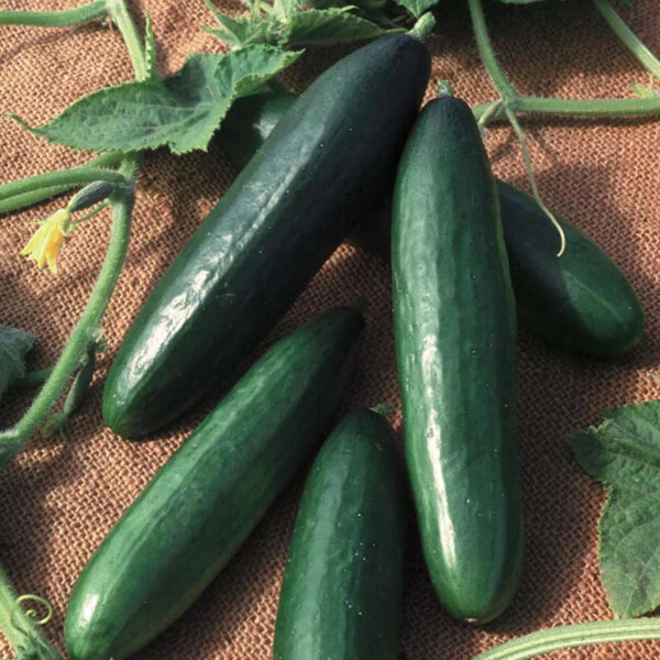 Diva Cucumber Seeds | AAS Winner | Non-GMO | Free Shipping | Seed Store | 1058