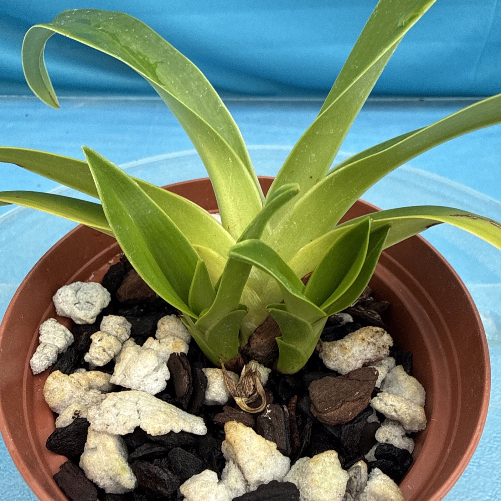 Phragmipedium Vittabess Orange Red Yellow Orchid Hybrid Tall Spikes 4” Pot