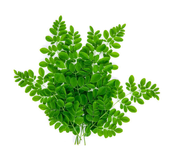 Organic Fresh Moringa OLEIFERA Leaves (3 OZ) from florida, USA
