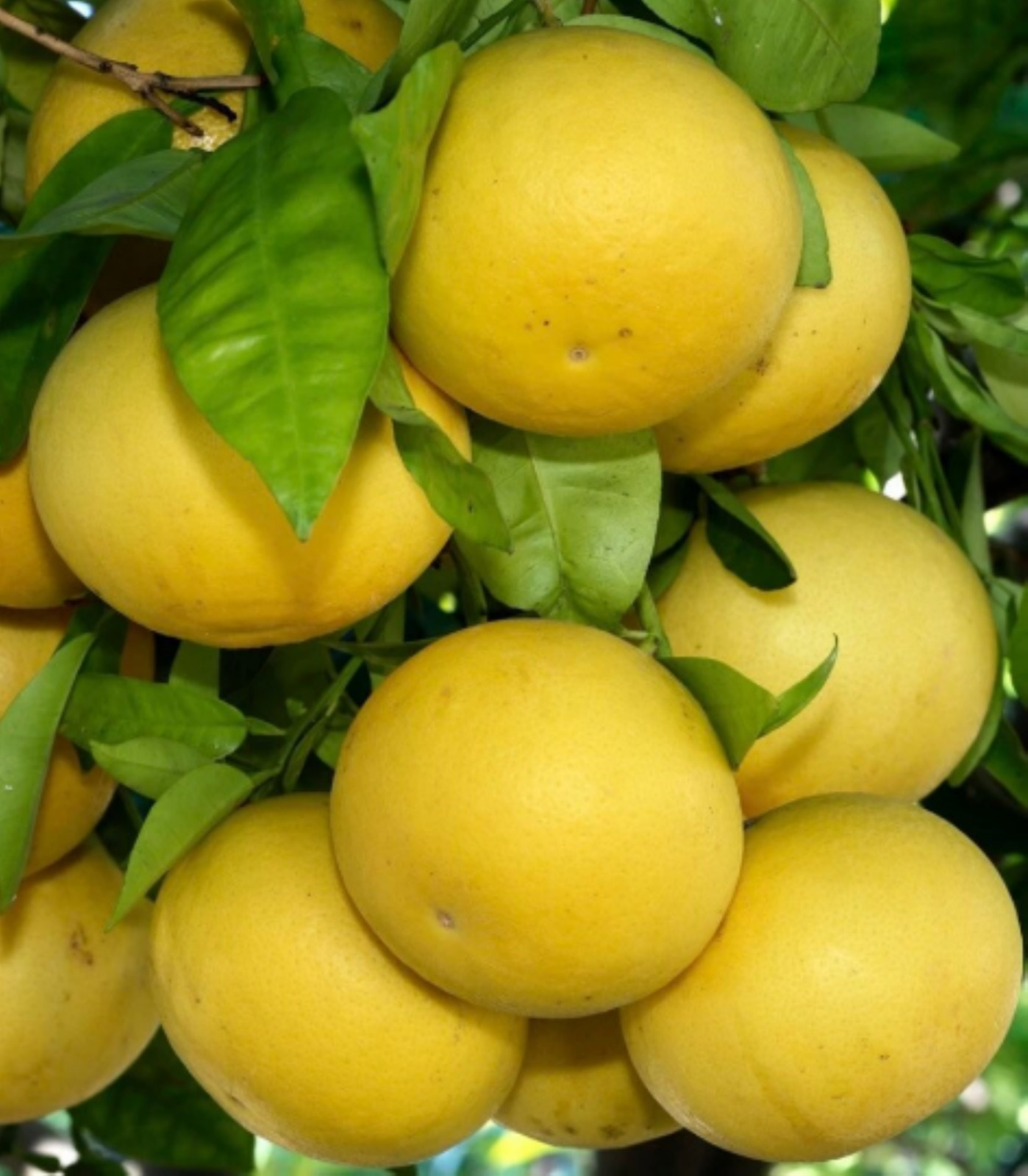 Florida only! Duncan Grapefruit Tree, 1 gallon tree, grafted 26-30″ tall