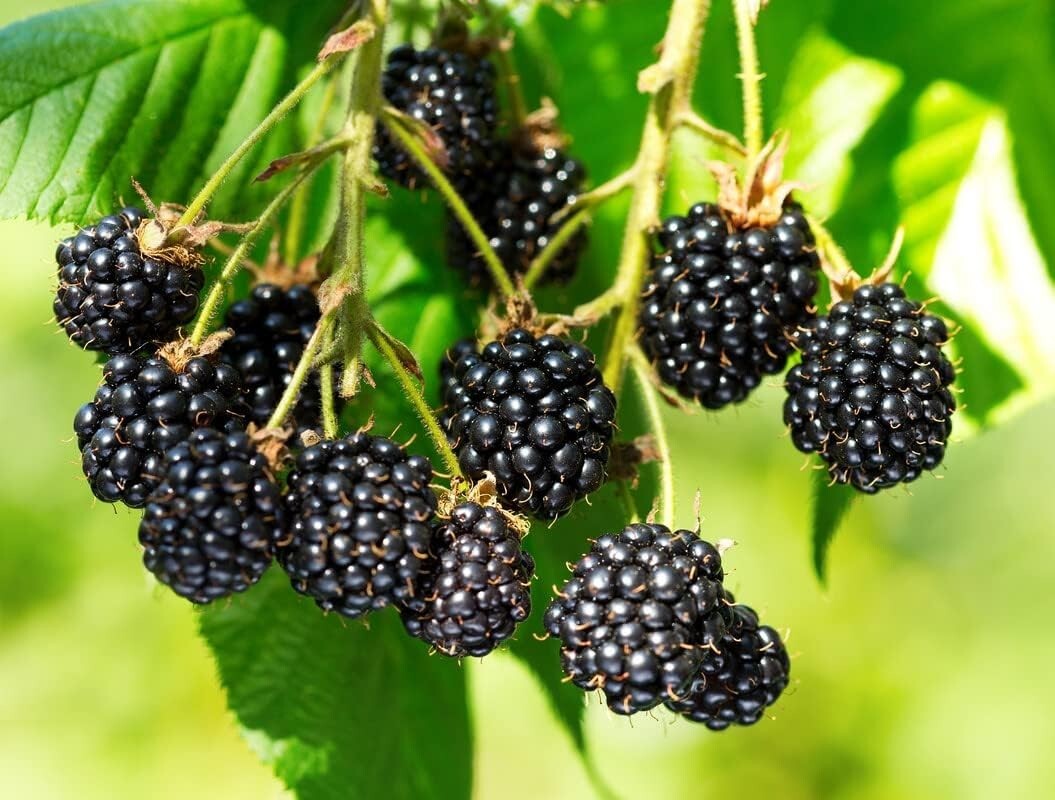Fresh Triple Crown Giant Thornless Blackberry 35 Seeds