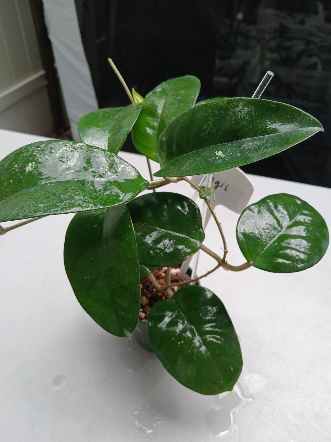 #379- HOYA FUNGI I LIVE PLANT, LARGE LEAF, LARGE PLANT,
