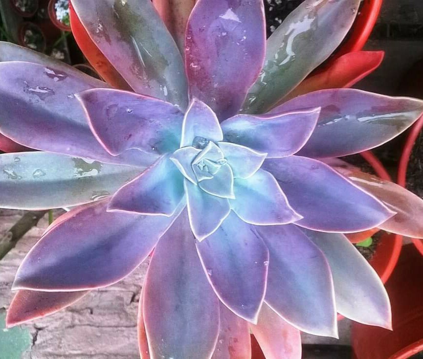 30 Echeveria Seeds Gibbiflora var. Metallica Metallic Blue Pink Succulent Seeds