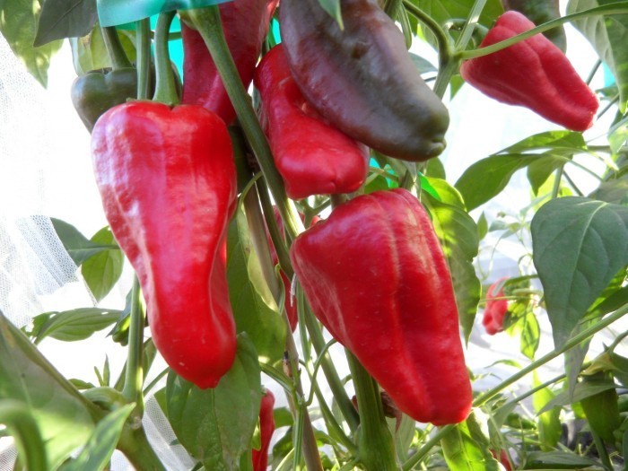🌱NEW! Slovakian Heirloom Leutschauer Red Hot Pepper 25 Seeds