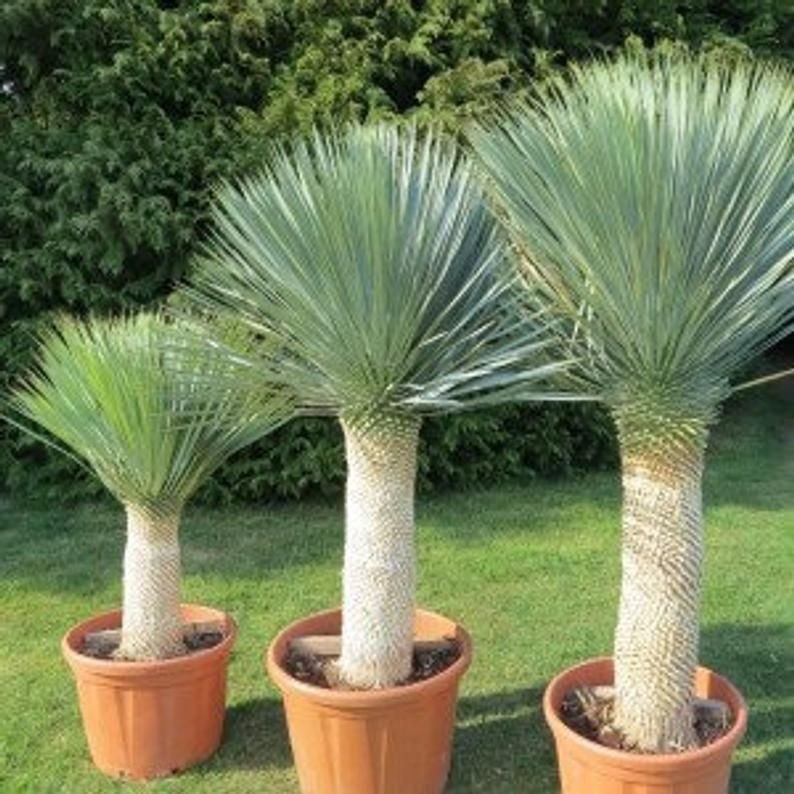 Yucca Rostrata aka Beaked Yucca 5 Seeds. Free Shipping!