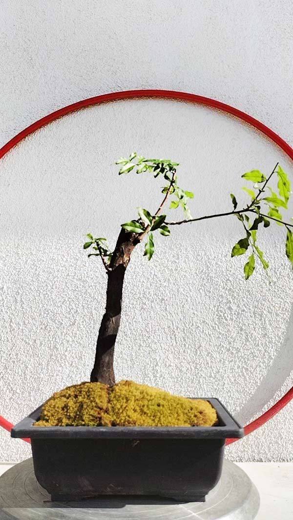 Female Diospyros armata JinDanZi 金弹子 evergreen JinDanZi stump bonsai
