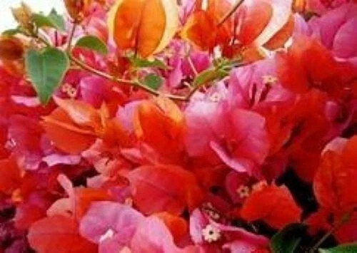 4” Pot of ROSENKA Live Rooted Bougainvillea Plant-Height & Fullness Varies