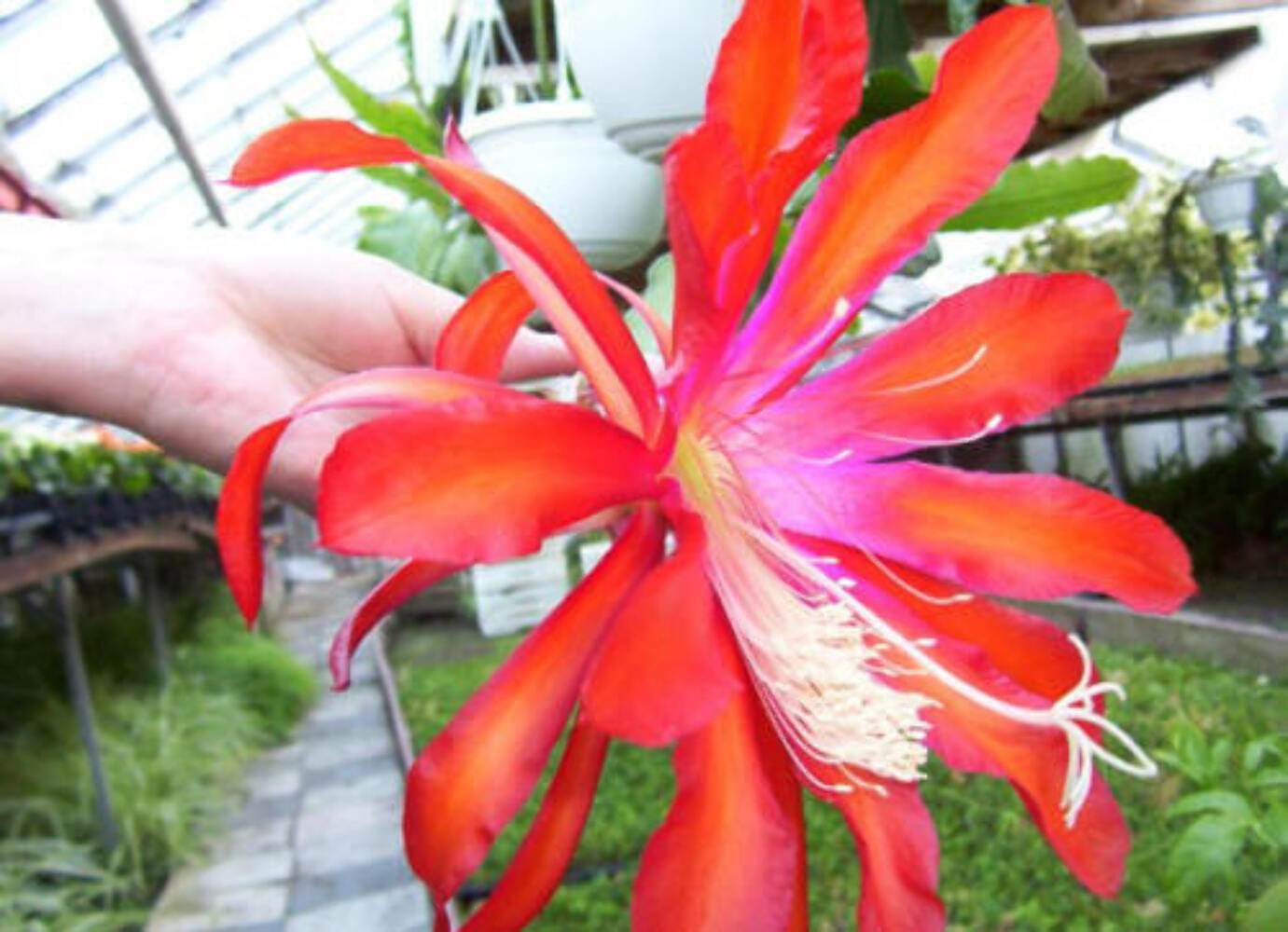 Epiphyllum Hybrid ‘Flamboyant Jeff’ Fully-Rooted Starter Pot