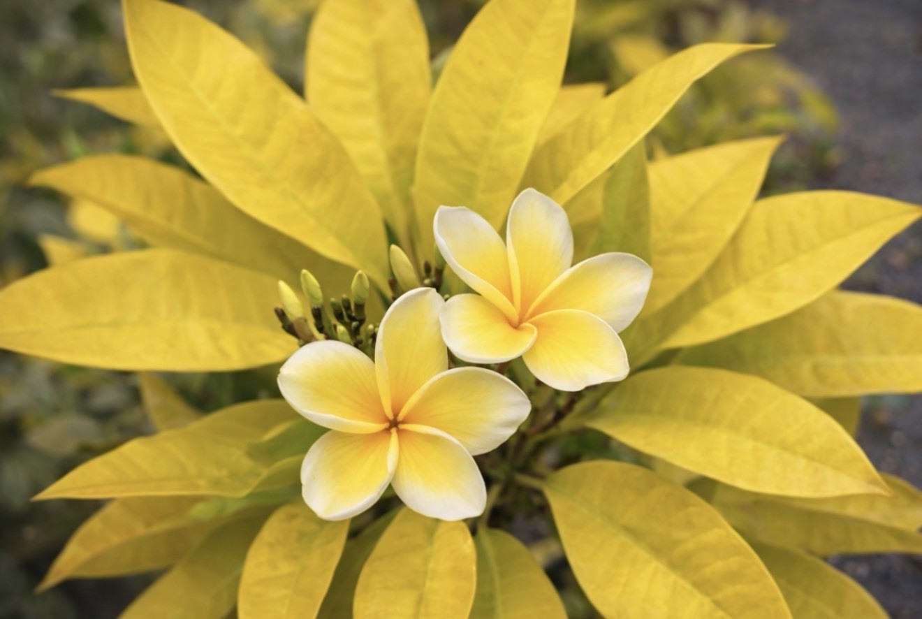 Golden Leaf Plumeria Frangipani-Rooted & Grafted Plant-Read All Info! Very Rare!