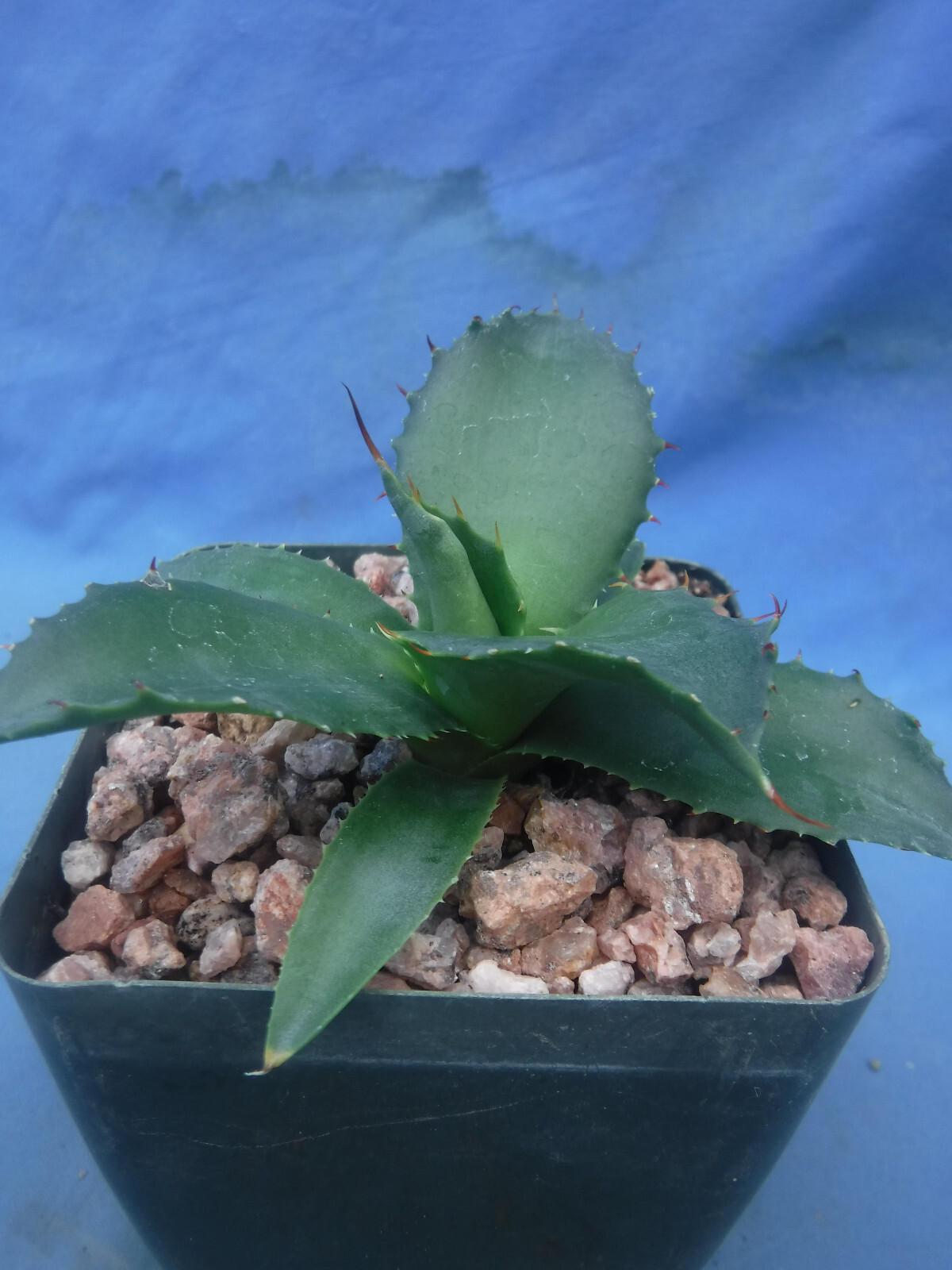 Agave “ShawPot” Starter Plant! HUGE Red Teeth! Incredible Hybrid! RARE! 3″-4″ Wd