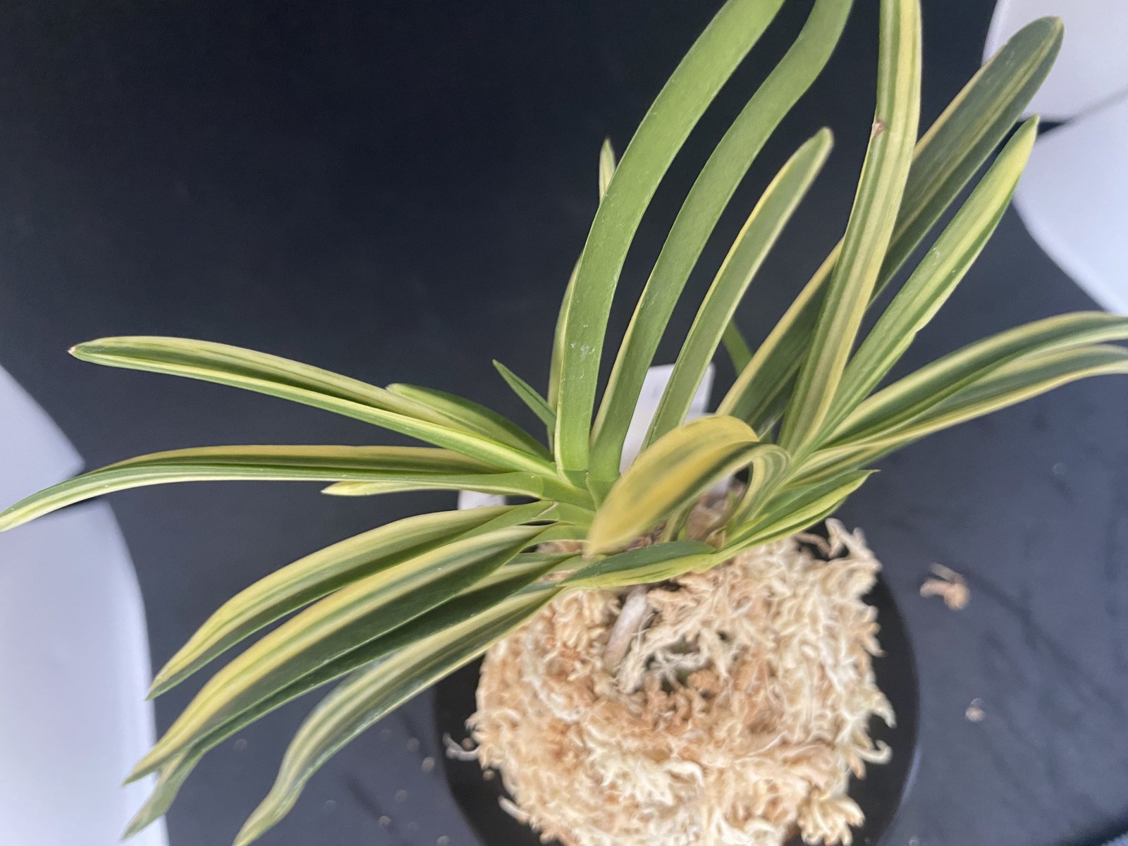 Neofinetia falcata A325DK132. KEIGA 慶賀