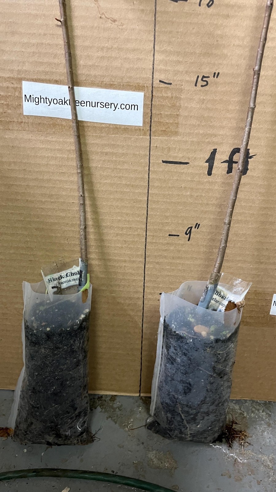 2-3 ft tall Viking Aronia melanocarpa – Black chokeberry, plant potted
