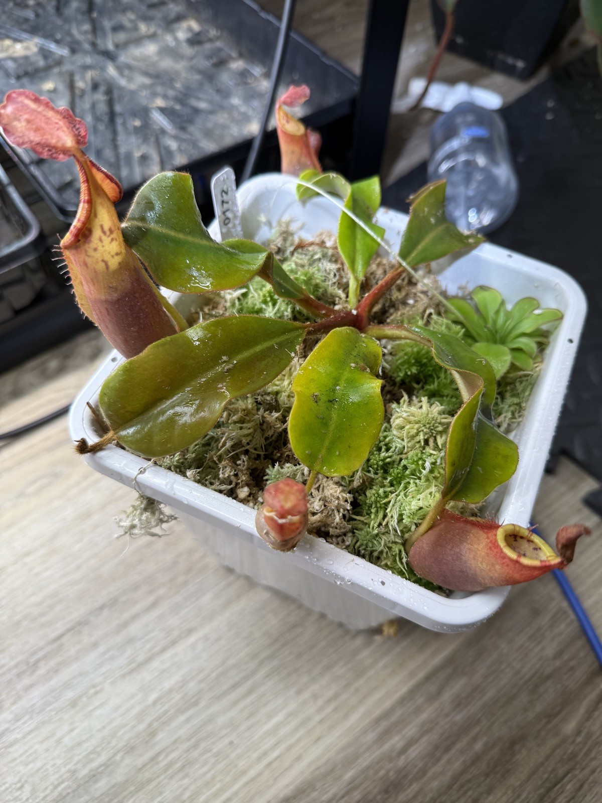Nepenthes Vetchii Kelabit Highlands x S.O.M. x L.V.B.