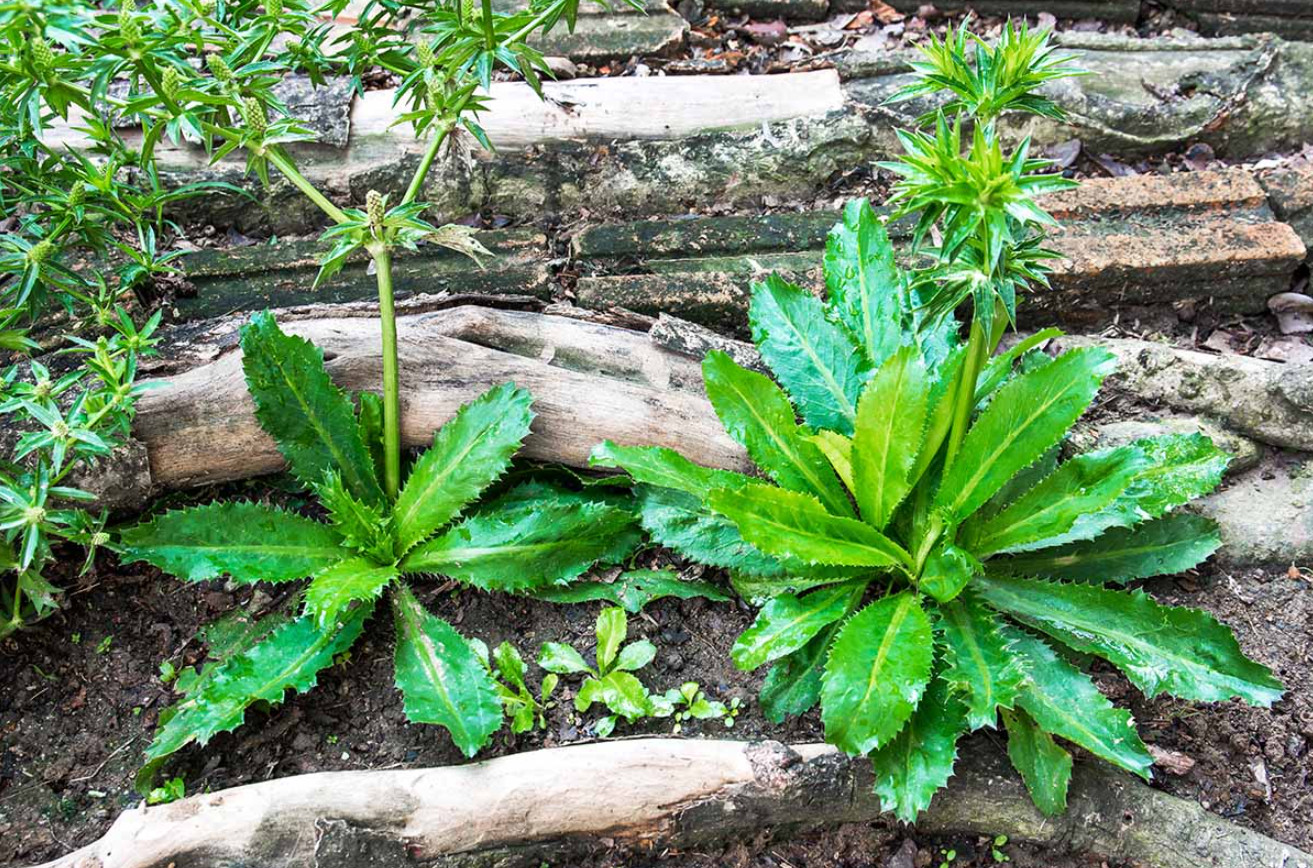 Live Culantro Plant (Eryngium foetidum) – 4″ Tall – 3.5″ Pot – Culinary Herb