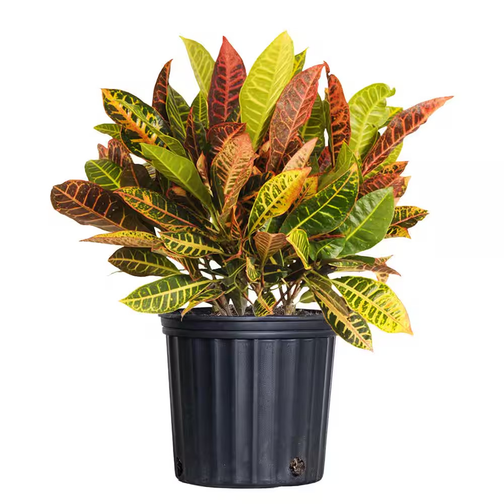 Croton Petra Codiaeum Variegatum Live Plant in 9.25 Inch Grower Pot