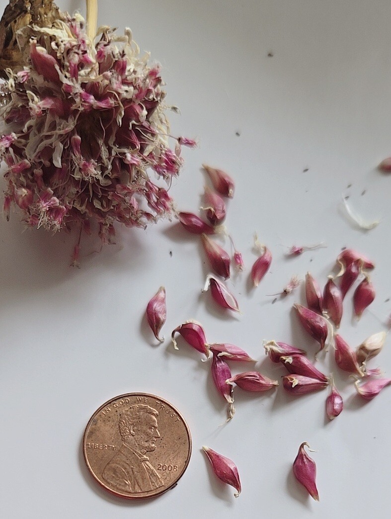 Organic Home Grown Italian Purple Garlic Bulbils (NOT BULBS) For Plant 200 Pcs