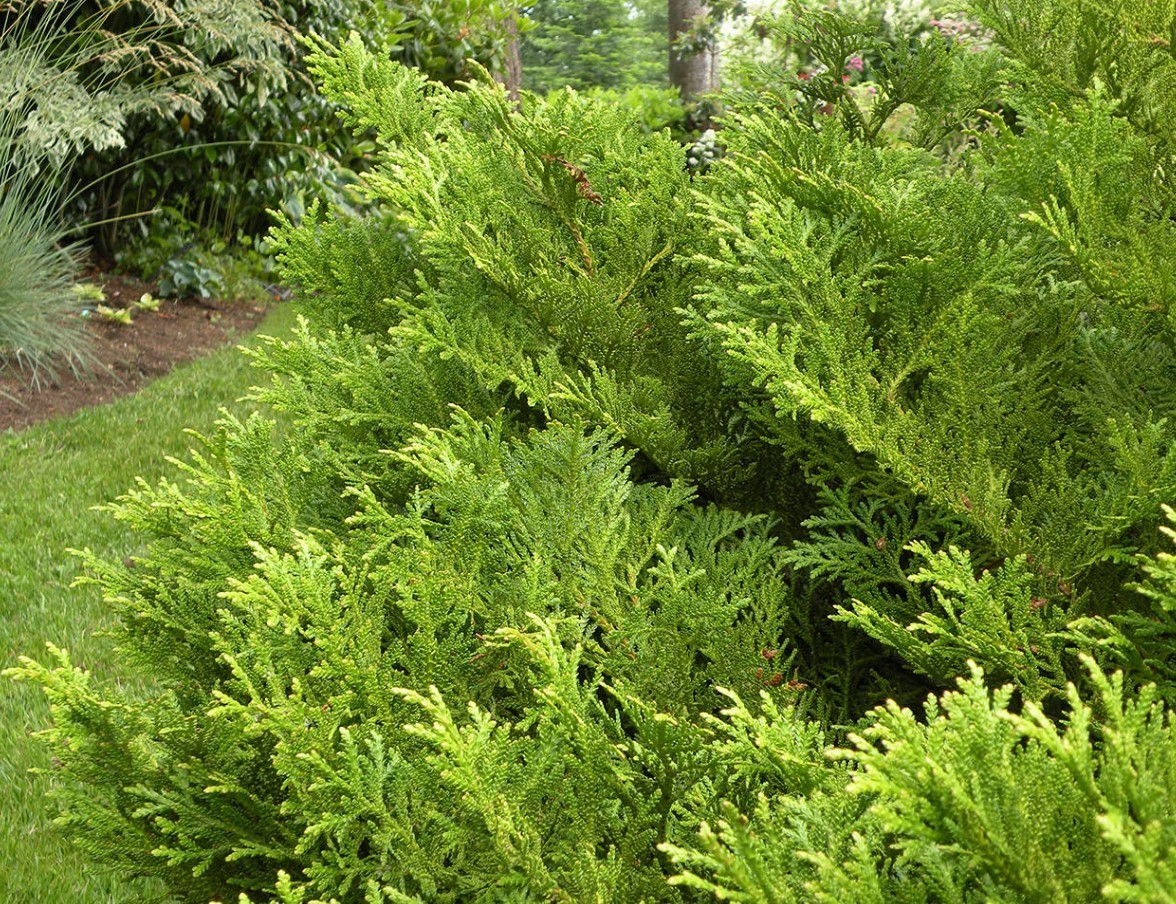 12 Dwarf Staghorn Cedar Live Plants – 6-8″ Tall – Evergreen Shrub – Zones 5-9