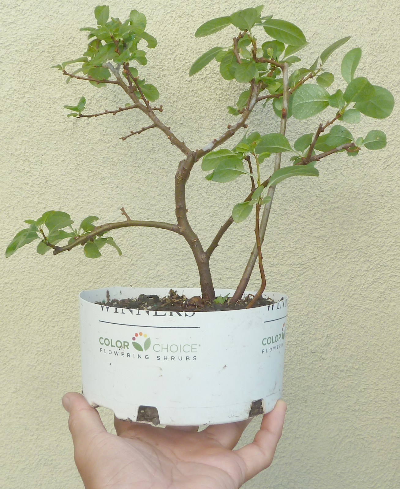 Japanese Quince Pre Bonsai Dwarf Shohin Chaenomeles Double Orange Flowers