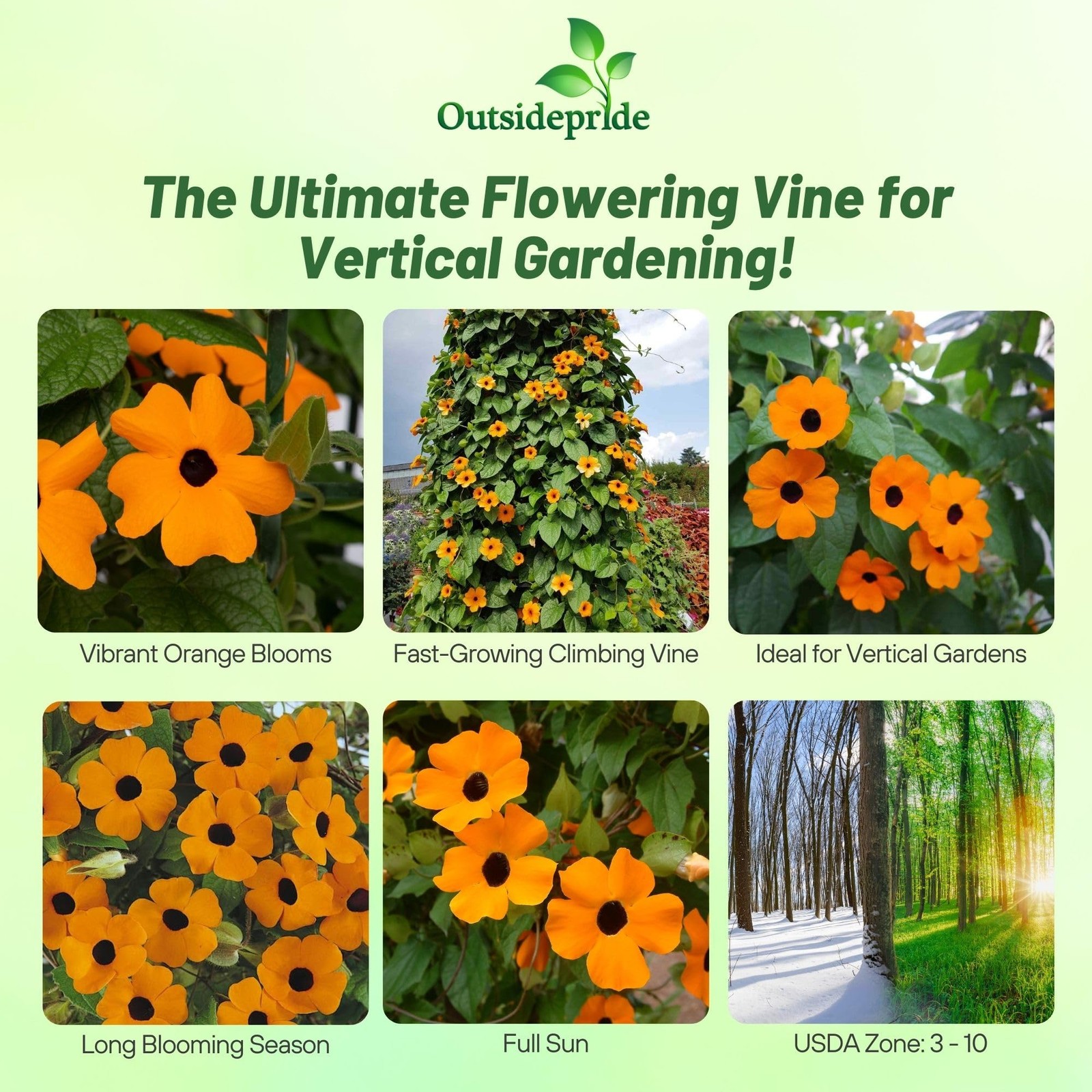 Sunrise Orange Thunbergia Seeds – 100 Pcs Climbing Vine for Low Maintenance