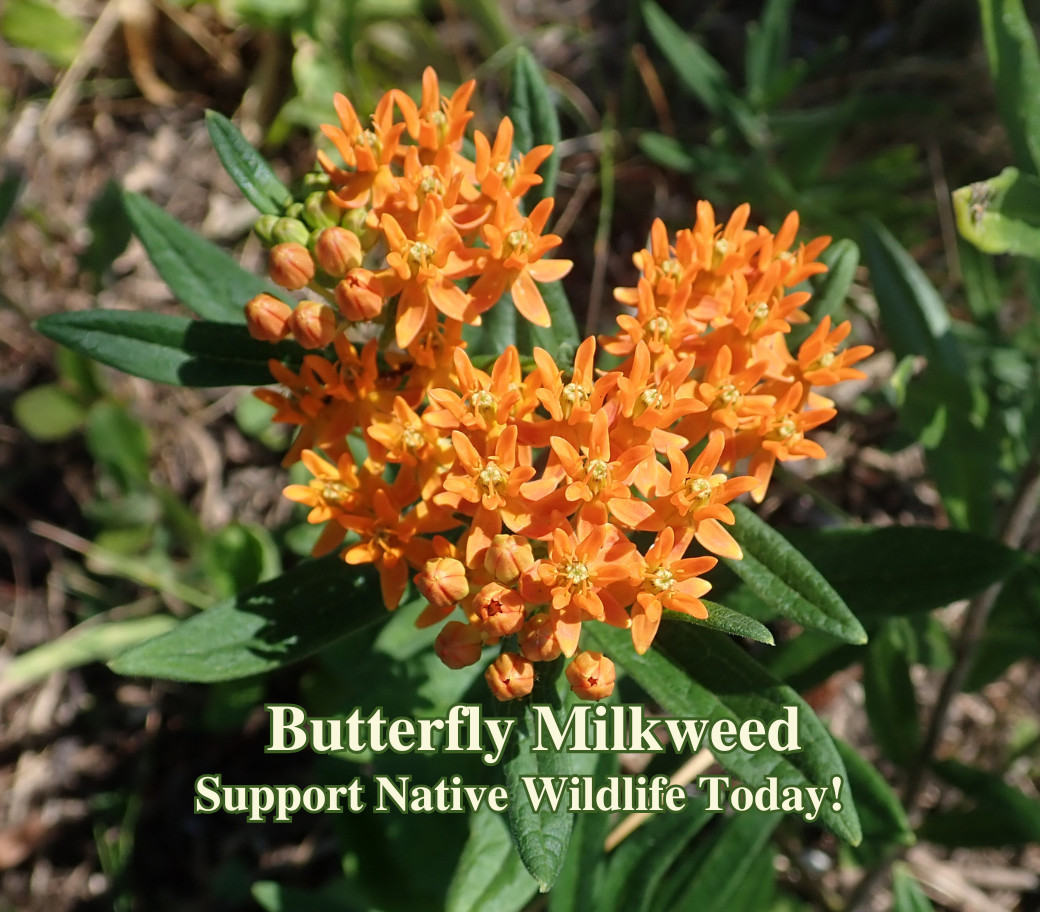 Butterfly Milkweed Seeds Texas Native Seeds Asclepias Tuberosa Pollinator Seeds