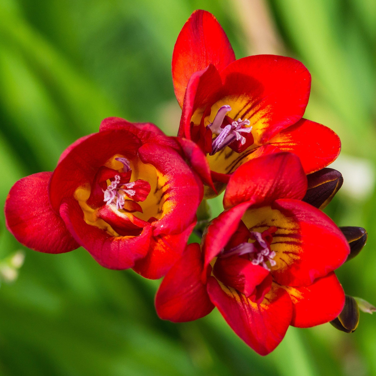 Easy to Grow Freesia Doubles Mix 15 Plant Bulbs, Spring Flowers Zones 9-11