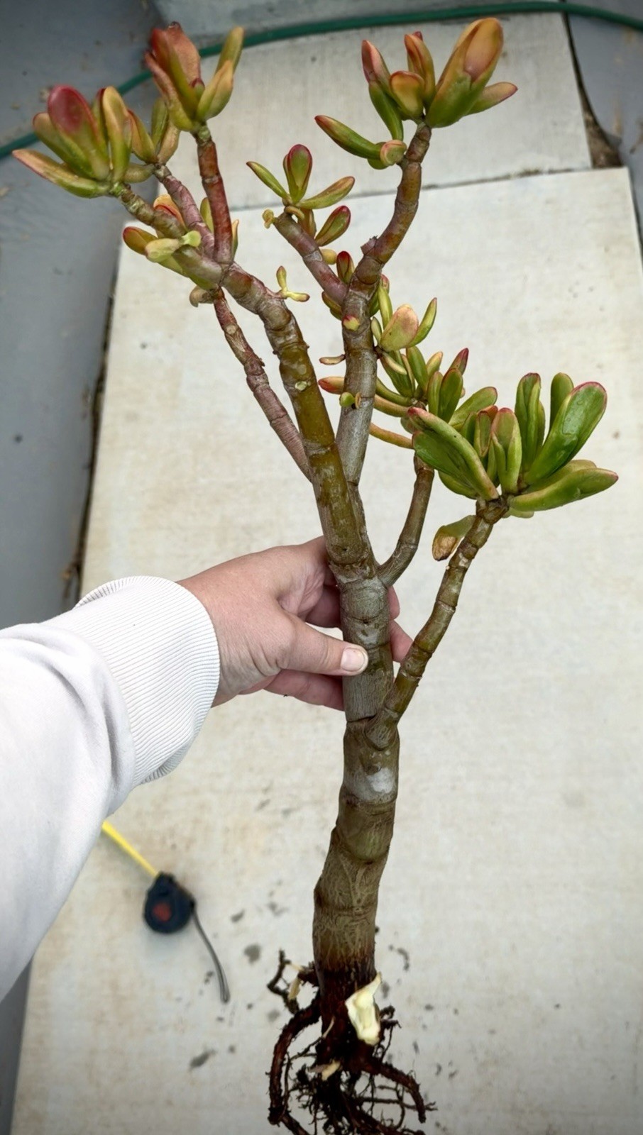 19” tall Crassula variegated ogre shrek Jade Plant Bare Root 1.25 thick stem red