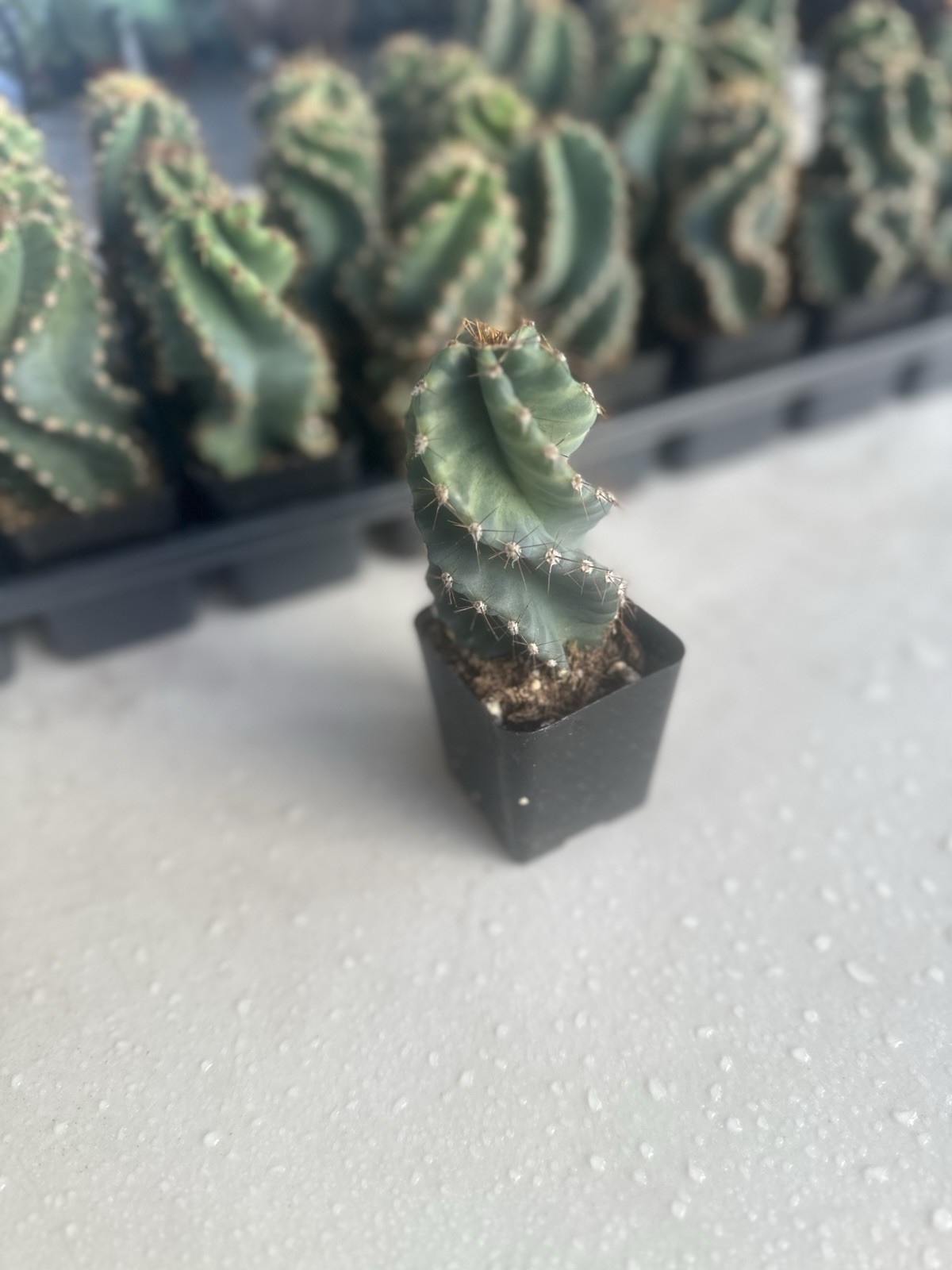 Spiral Cactus, Tornado Cactus, Cereus Forbesii Spiralis Twisted Cactus 2.5” pot