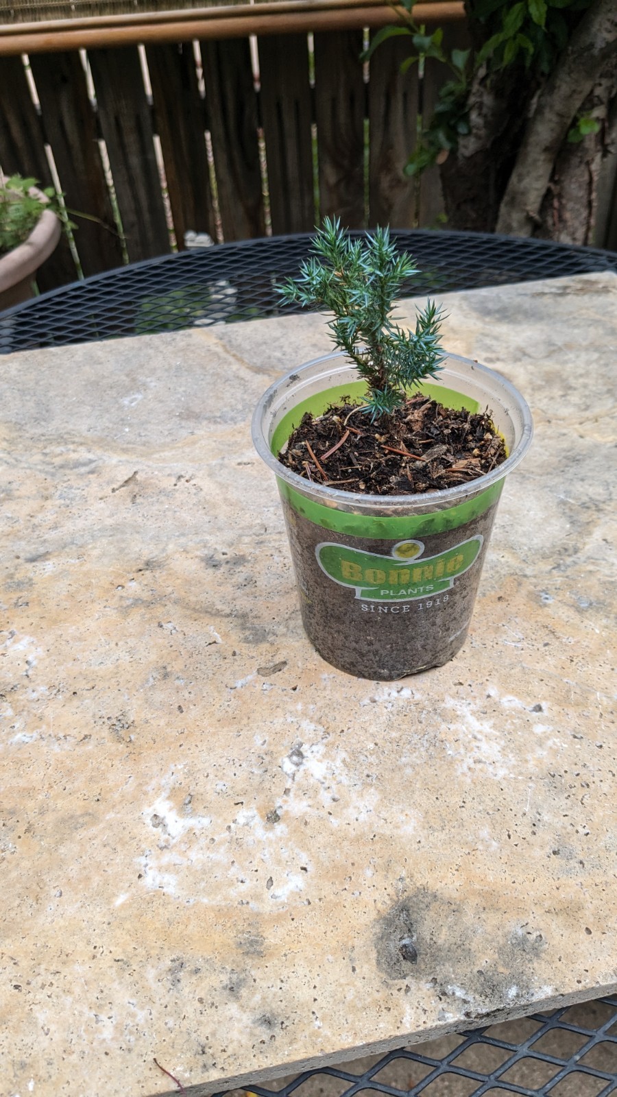 1 Juniper Potted live tree 4-8 + inches. Seedling May Vary Size or Shapes 3 /5 Y