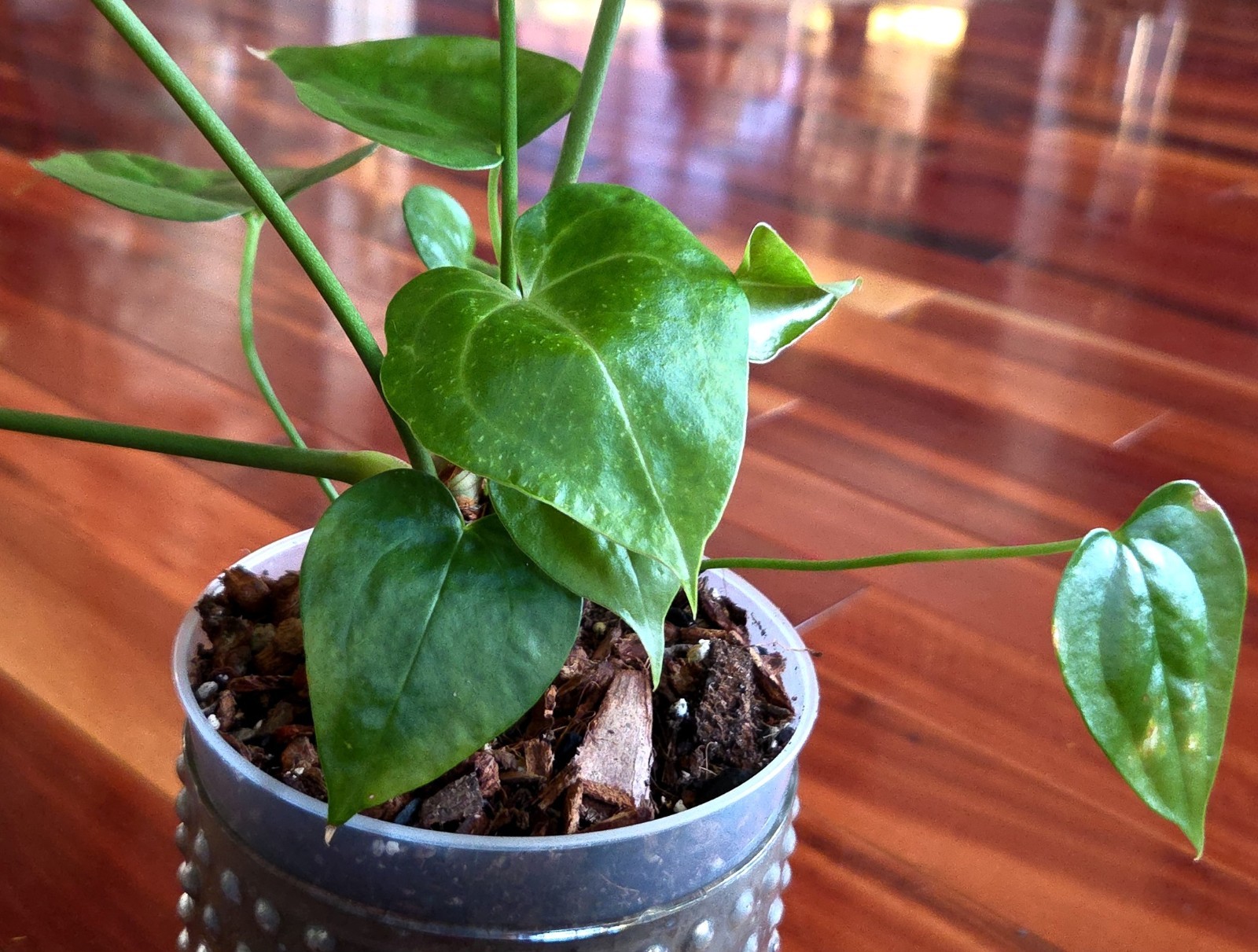 Rare Anthurium Berriozabalense X Clarinervium 22″ Tall Aroid Not Philodendron
