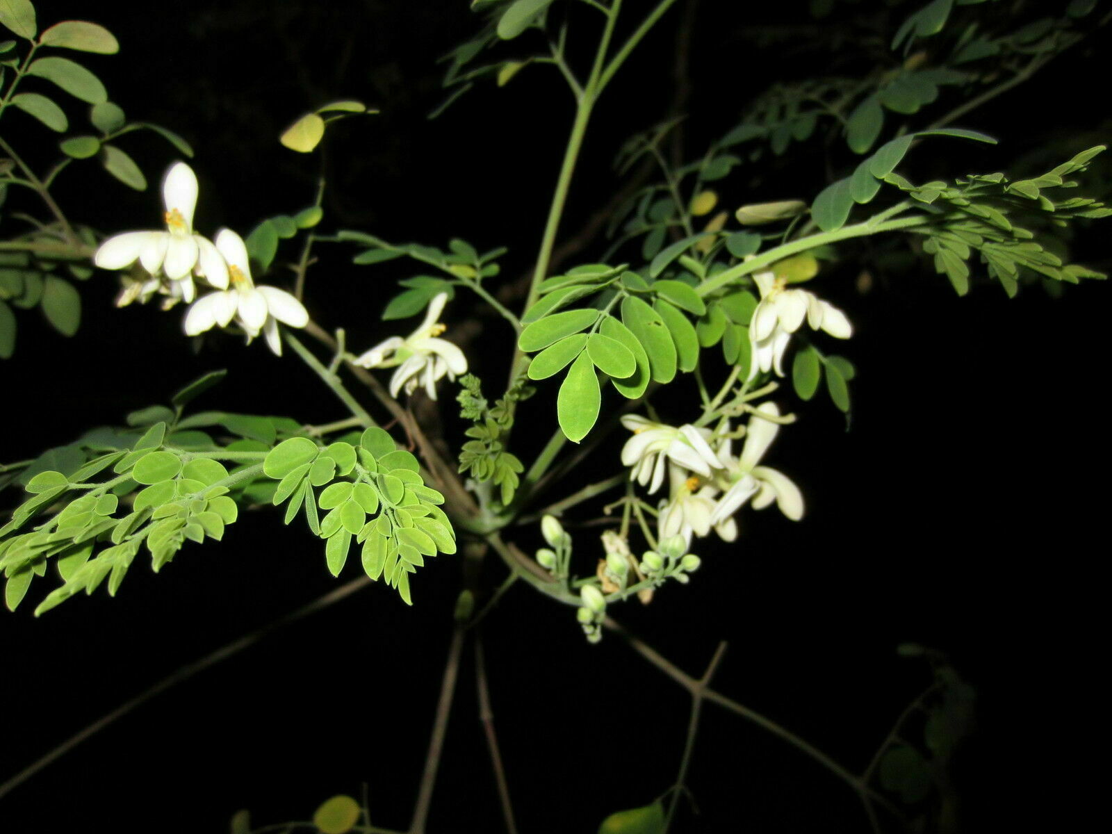 3 CUTTINGS 22″ Tall Moringa Oleifera Miracle Drumstick Horseradish Tree Plant