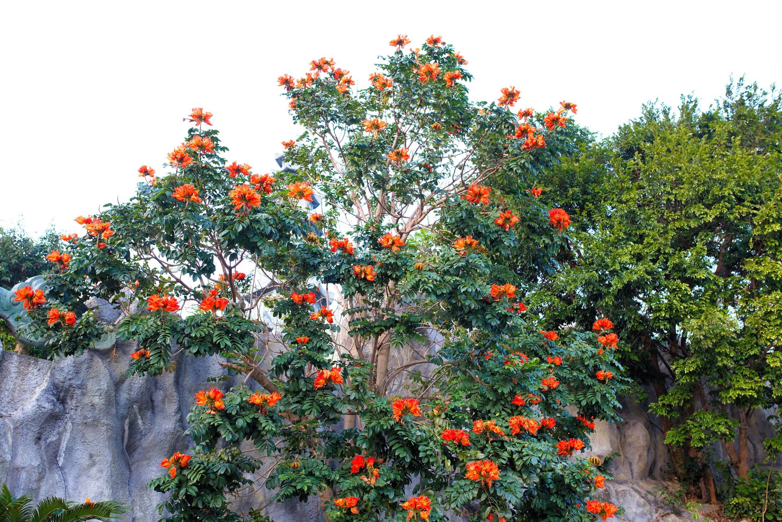 15 Red AFRICAN TULIP TREE Fire Tree Flame of Forest Spathodea Campanulata Seeds
