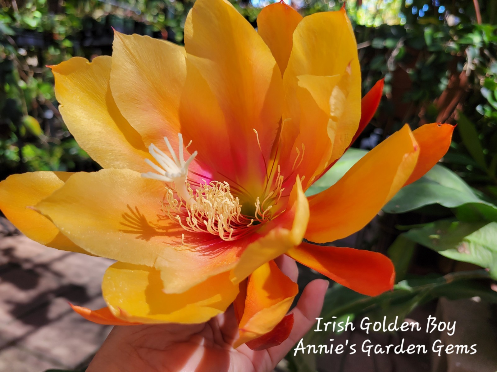 Epiphyllum Irish Golden Boy Unrooted Cuttings – 8 to 10 inches long
