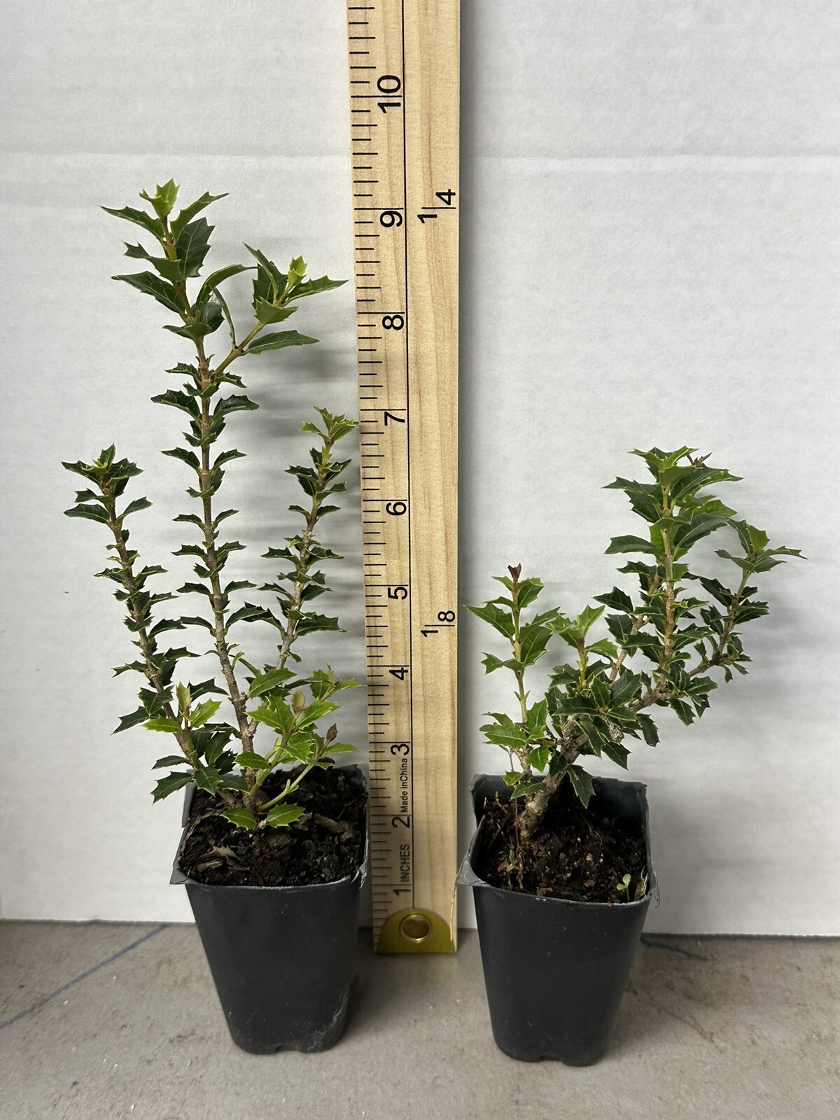 Party Princess ‘Kaori Hime’ Fragrant Sweet Tea Olive Osmanthus fragrans-STARTER