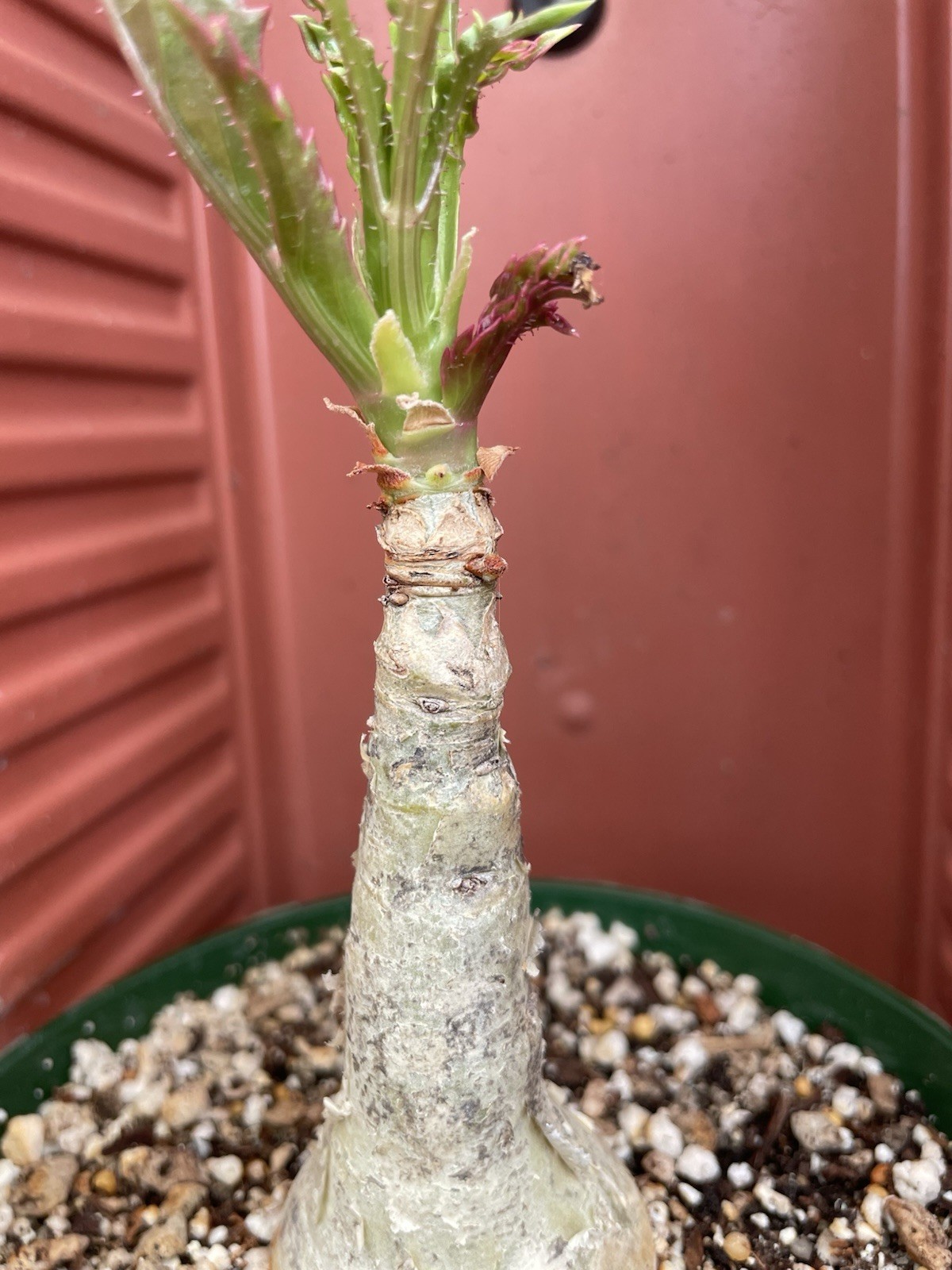 CYPHOSTEMMA Juttae Wild Grape Live Succulent Plant Bonsai Tree Caudex RARE