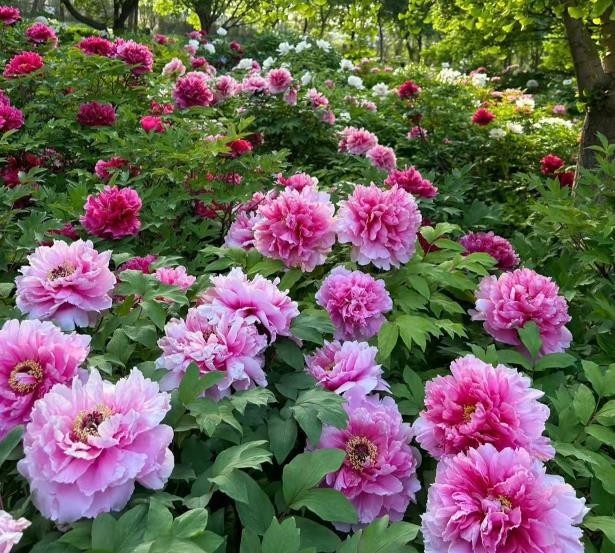 10 Deep PINK Large peony seeds, emitting a pleasant fragrance. Free shipping